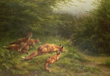 Foxes Waiting for the Prey